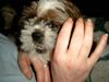 Shih Tzu Hund