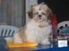 Shih Tzu Hund