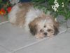 Shih Tzu Hund