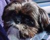 Shih Tzu Hund