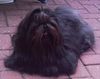 Shih Tzu Hund