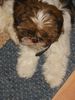 Shih Tzu Hund