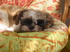 Shih Tzu Hund