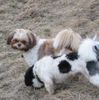 Shih Tzu Hund