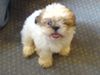 Shih Tzu Hund