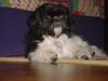 Shih Tzu Hund