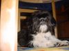 Shih Tzu Hund