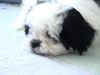 Shih Tzu Hund