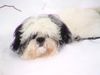 Shih Tzu Hund