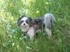 Shih Tzu Hund