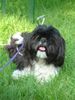 Shih Tzu Hund