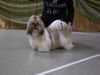 Shih Tzu Hund