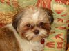 Shih Tzu Hund