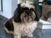 Shih Tzu Hund