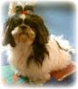 Shih Tzu Hund