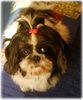 Shih Tzu Hund