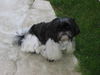 Shih Tzu Hund