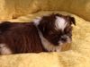 Shih Tzu Hund