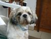 Shih Tzu Hund