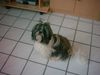 Shih Tzu Hund