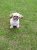 Shih Tzu Hund