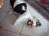 Shih Tzu Hund