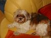 Shih Tzu Hund