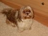 Shih Tzu Hund