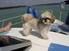 Shih Tzu Hund