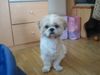 Shih Tzu Hund