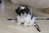 Shih Tzu Hund