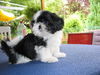 Shih Tzu Hund