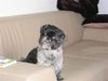 Shih Tzu Hund