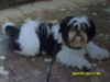 Shih Tzu Hund