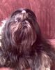 Shih Tzu Hund