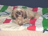 Shih Tzu Hund