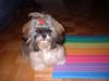 Shih Tzu Hund