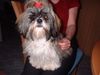 Shih Tzu Hund