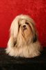 Shih Tzu Hund