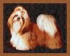 Shih Tzu Hund