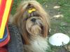 Shih Tzu Hund