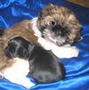 Shih Tzu Hund