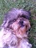 Shih Tzu Hund