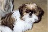 Shih Tzu Hund