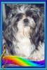 Shih Tzu Hund