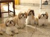 Shih Tzu Hund