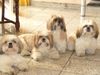 Shih Tzu Hund