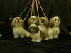 Shih Tzu Hund