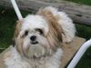 Shih Tzu Hund