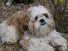 Shih Tzu Hund